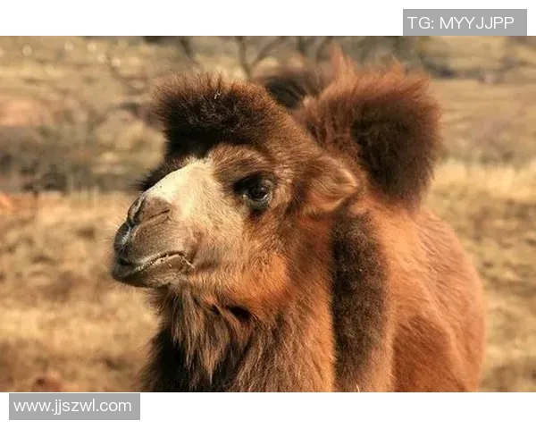 凯尔特人鲜为人知的十大冷知识揭秘 你可能从未听过的历史真相